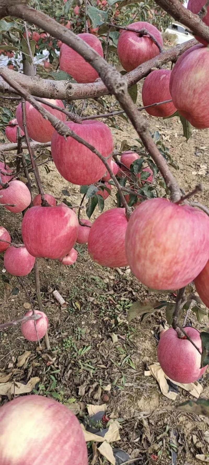 辽宁北镇优质苹果寒富苹果，一手货源，现摘现卖，代发全国