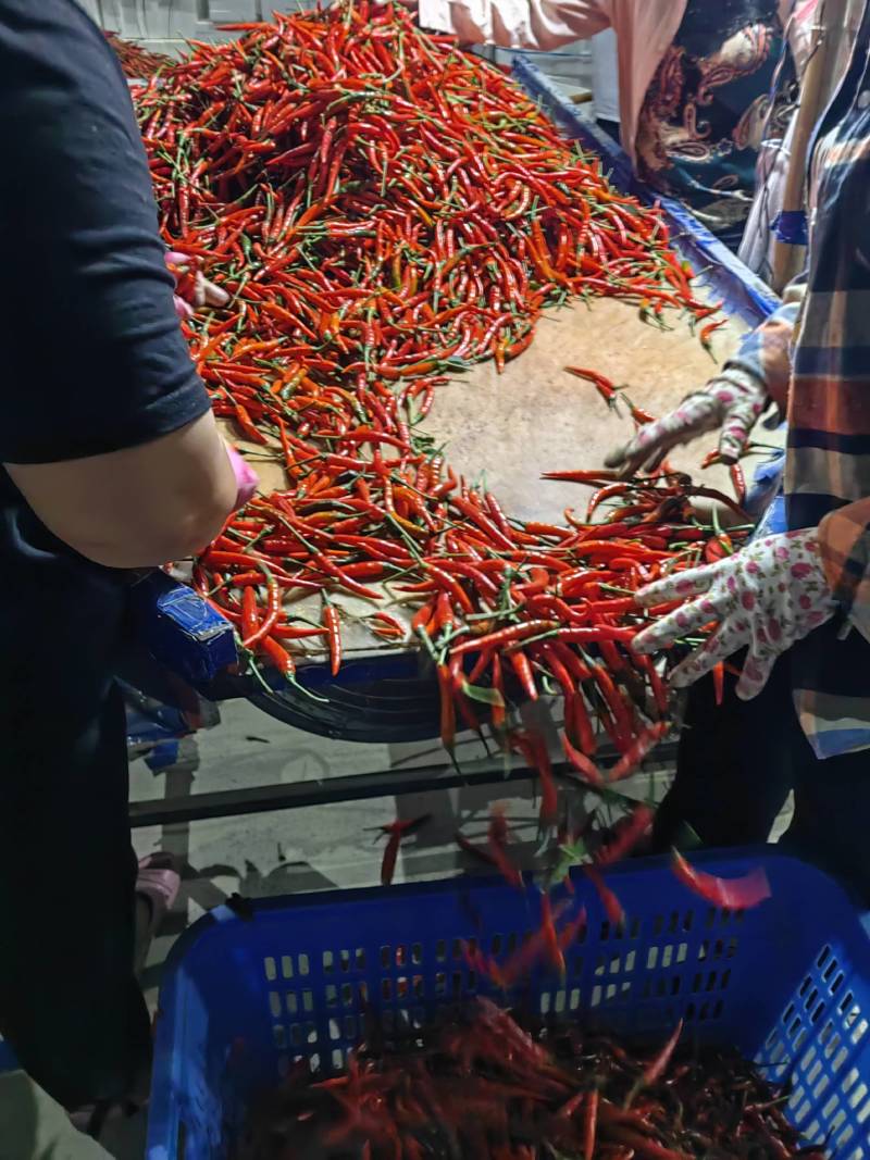 海南小米椒大量出货