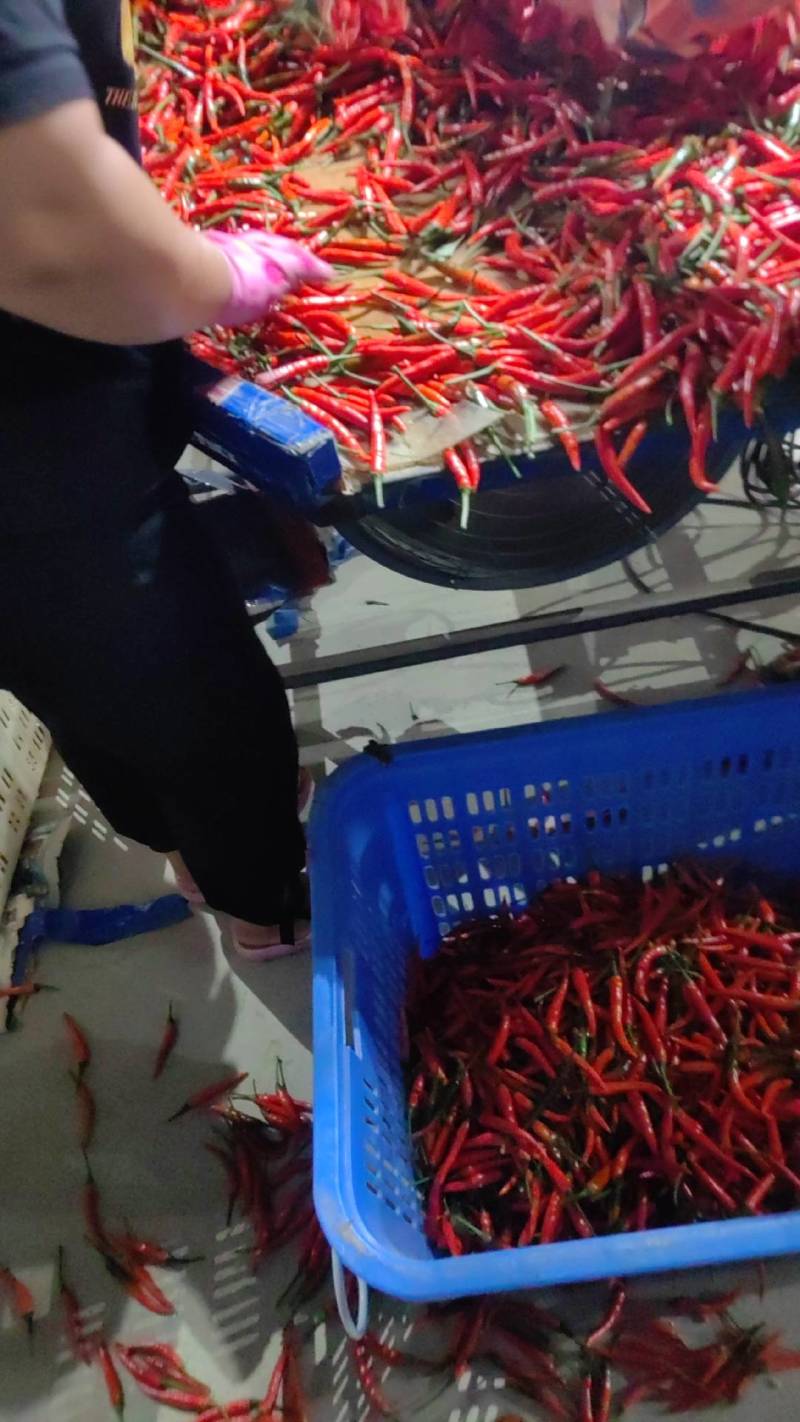 海南小米椒大量出货