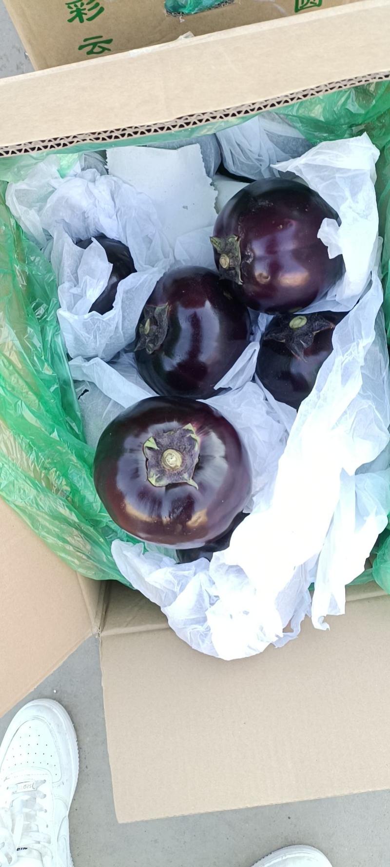 河北邯郸精品紫光黑皮圆茄长茄
