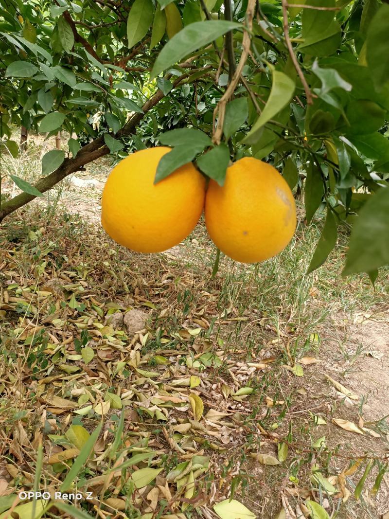 广西蜂蜜脐橙，口感清甜
