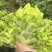儿菜精品儿菜基地直发一直有货