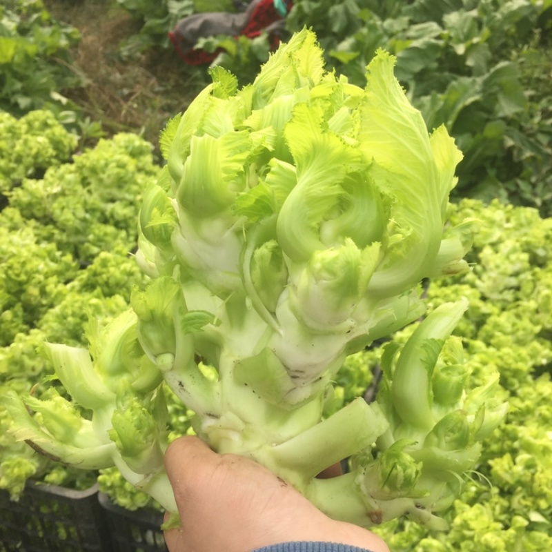 儿菜精品儿菜基地直发一直有货