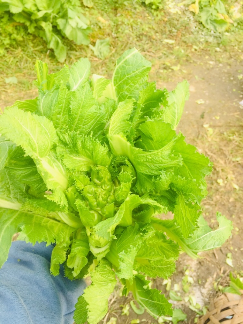 儿菜精品儿菜基地直发一直有货