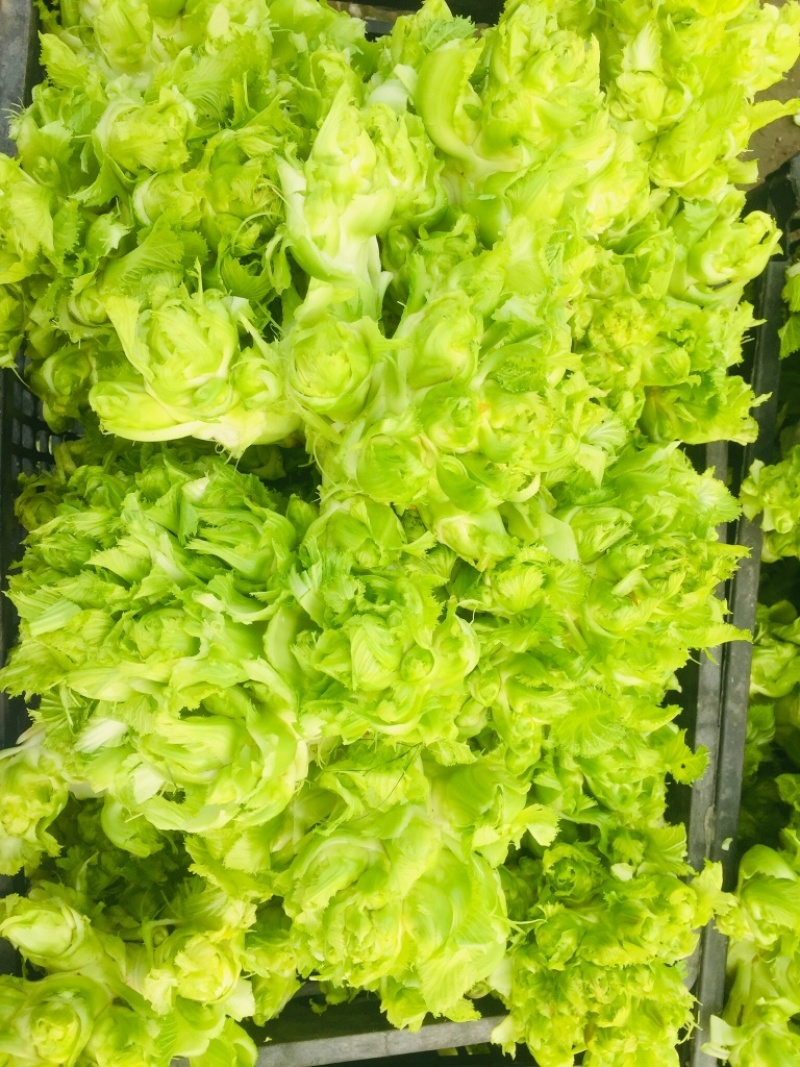 儿菜精品儿菜基地直发一直有货
