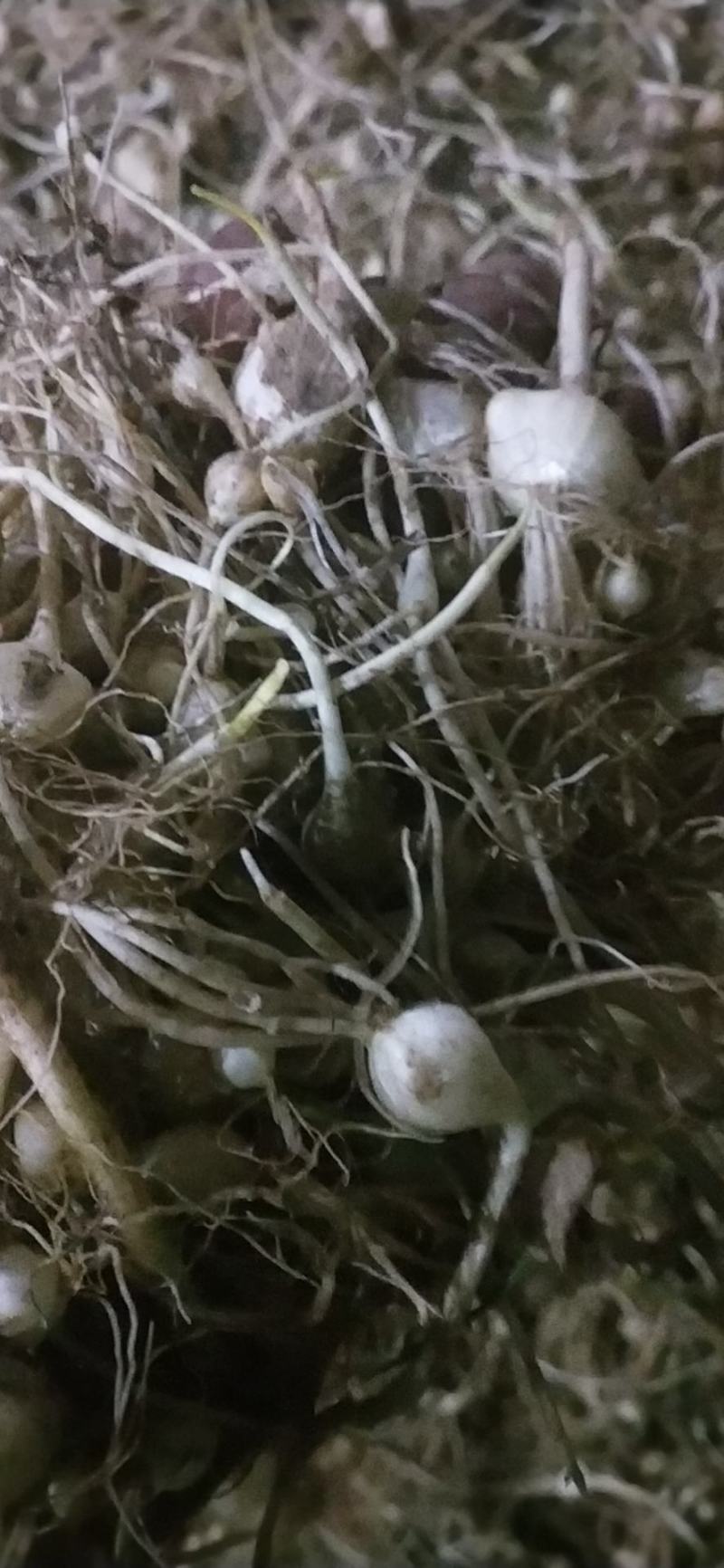 鲜薤白，薤白，鲜小根蒜，小根蒜野蒜，大脑瓜嘣，岩蒜，