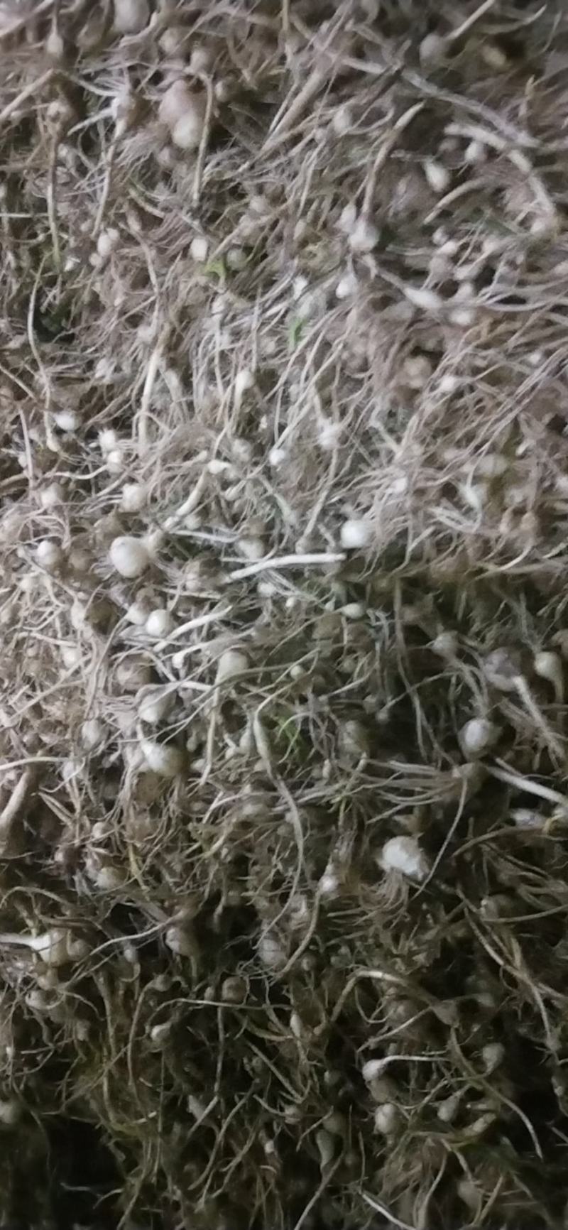 鲜薤白，薤白，鲜小根蒜，小根蒜野蒜，大脑瓜嘣，岩蒜，