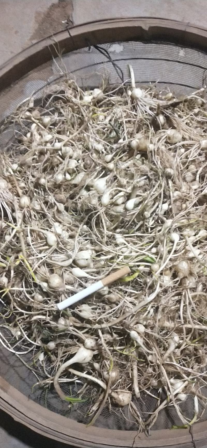 鲜薤白，薤白，鲜小根蒜，小根蒜野蒜，大脑瓜嘣，岩蒜，