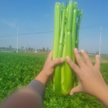 西芹