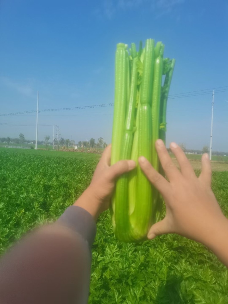 西芹