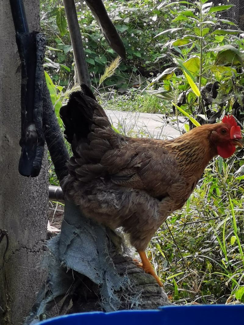 土鸡，公鸡，母鸡，散养，清远鸡麻鸡三黄鸡