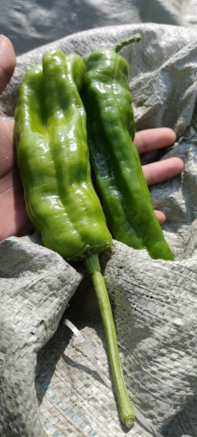 苏椒301青线椒红线椒螺丝线