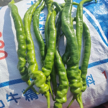 苏椒301青线椒红线椒螺丝线