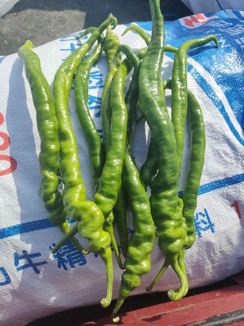 苏椒301青线椒红线椒螺丝线