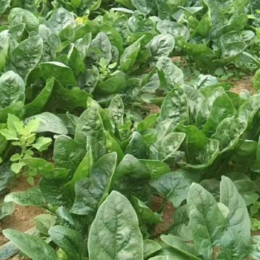 兴平市菠菜