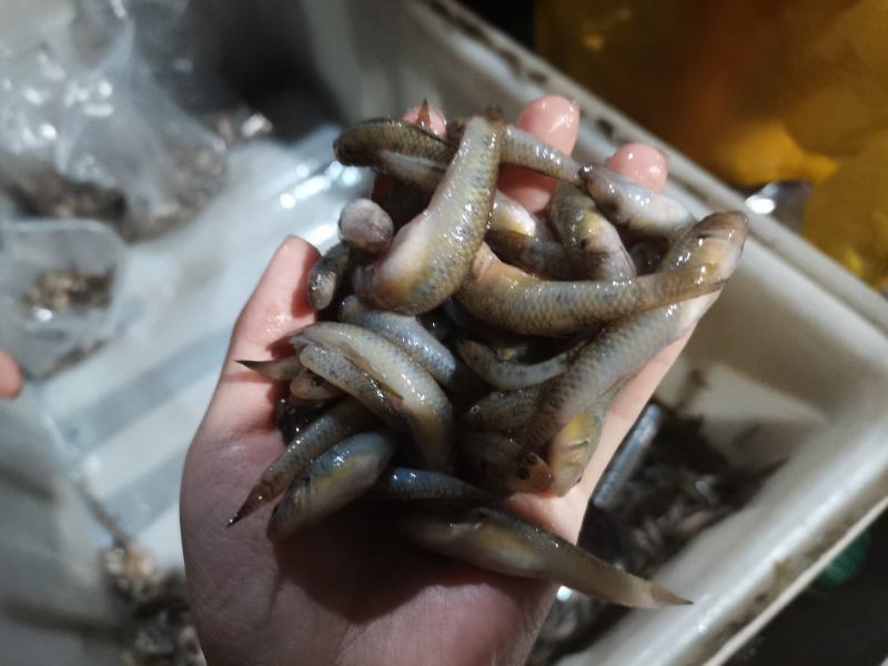 小黄鱼山根鱼沙里趴沙了滚山坑鱼
