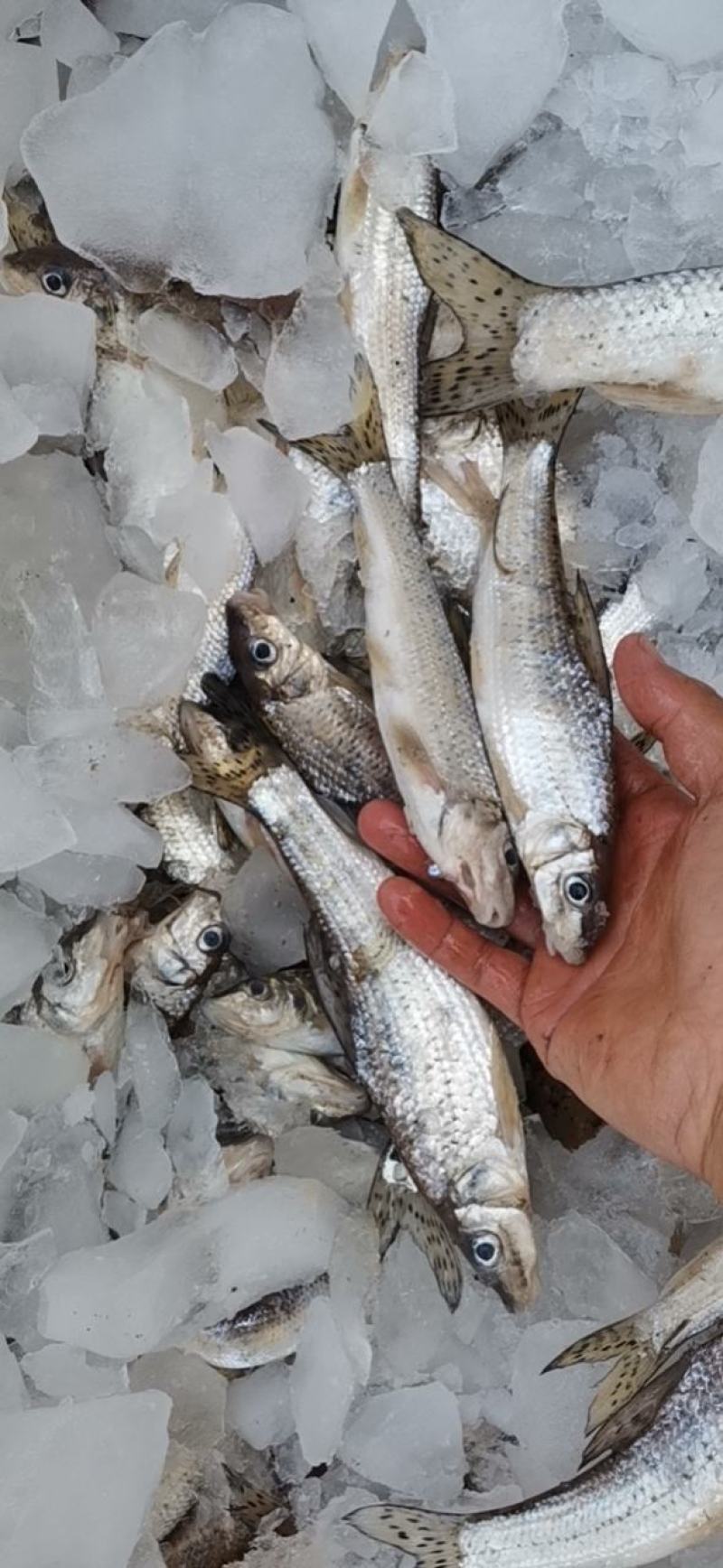 开肚麻鱼花骨鱼10-15公分产地发货，一手货源，质量保证