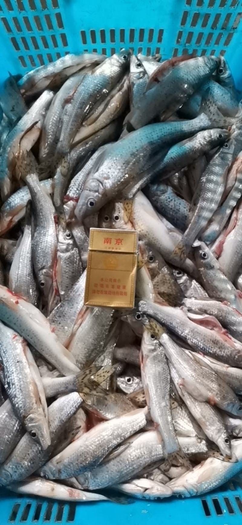 开肚麻鱼花骨鱼10-15公分产地发货，一手货源，质量保证