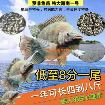 罗非鱼苗海南一号福寿鱼金凤鱼脆肉罗非苗特大海南种苗