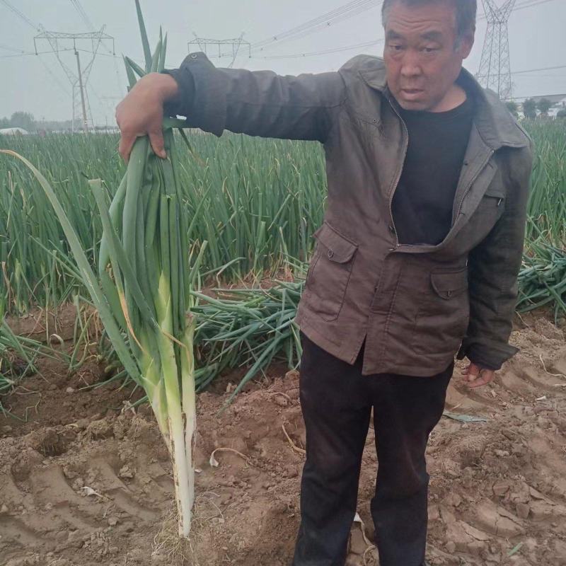 大葱大量上市了，质量好，价格低，欢迎新老客户光临