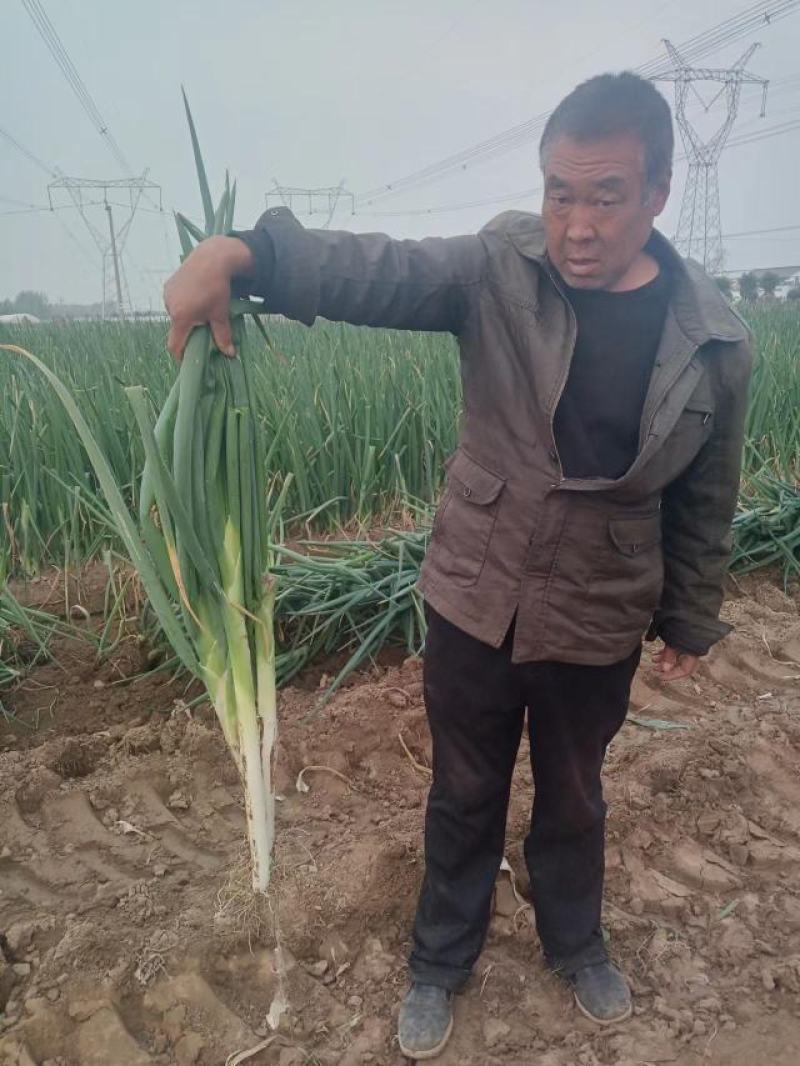 大葱大量上市了，质量好，价格低，欢迎新老客户光临