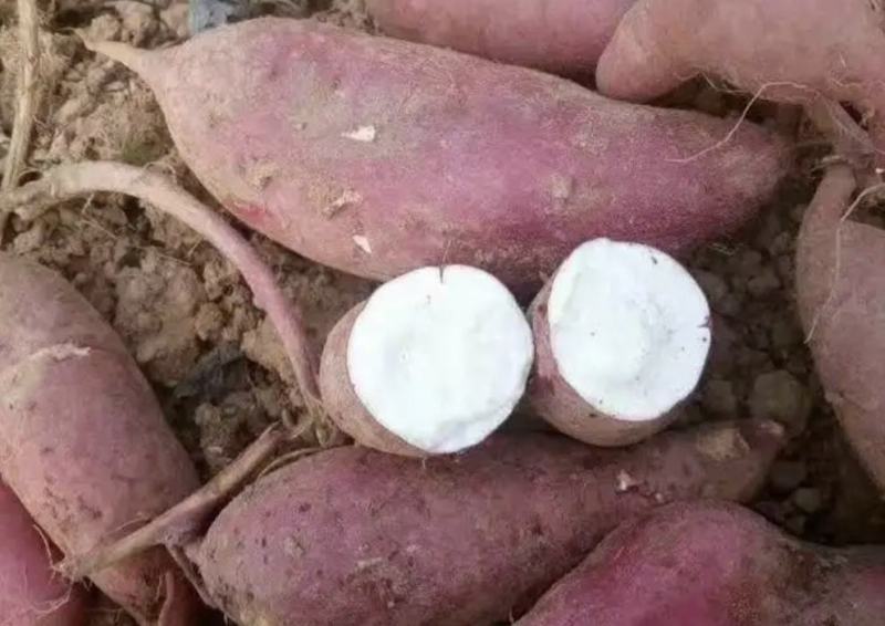 山东红薯精品商薯19大量有货产地直供量大从优欢迎联系