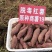 山东红薯精品商薯19大量有货产地直供量大从优欢迎联系