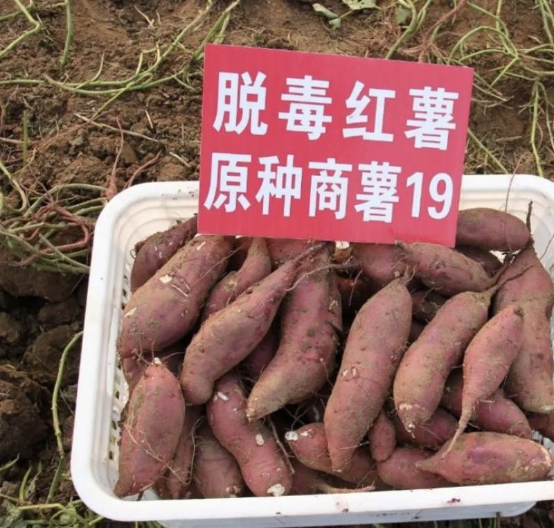 山东红薯精品商薯19大量有货产地直供量大从优欢迎联系