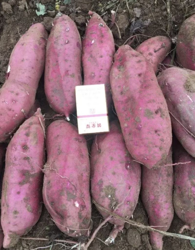 山东红薯精品商薯19大量有货产地直供量大从优欢迎联系