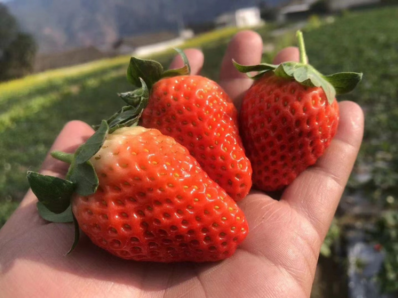 露天草莓