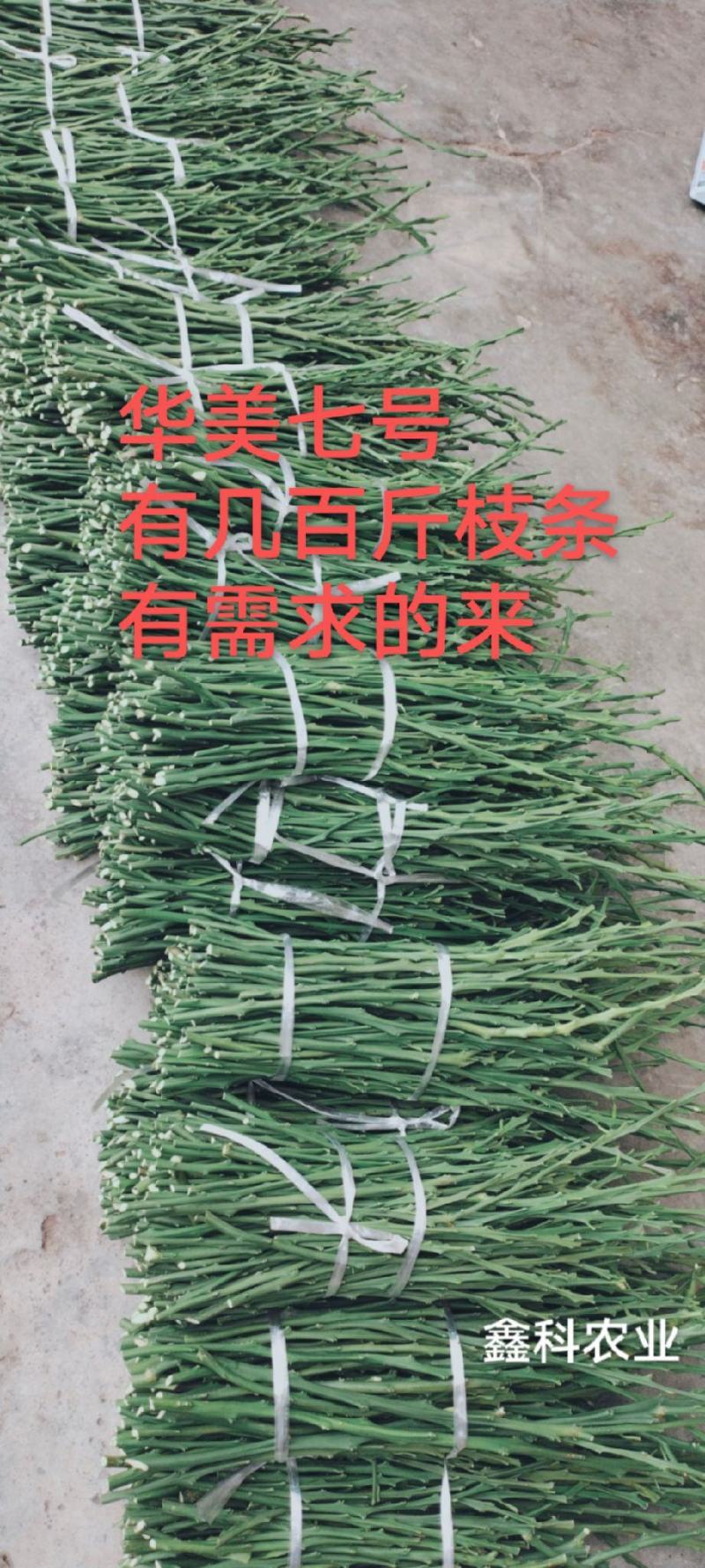 华美7号枝条，欢迎实地考察，快递包邮，数量大可砍价