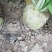 济宁市梁山县芥菜疙瘩对接食品加工厂咸菜腌制价格低