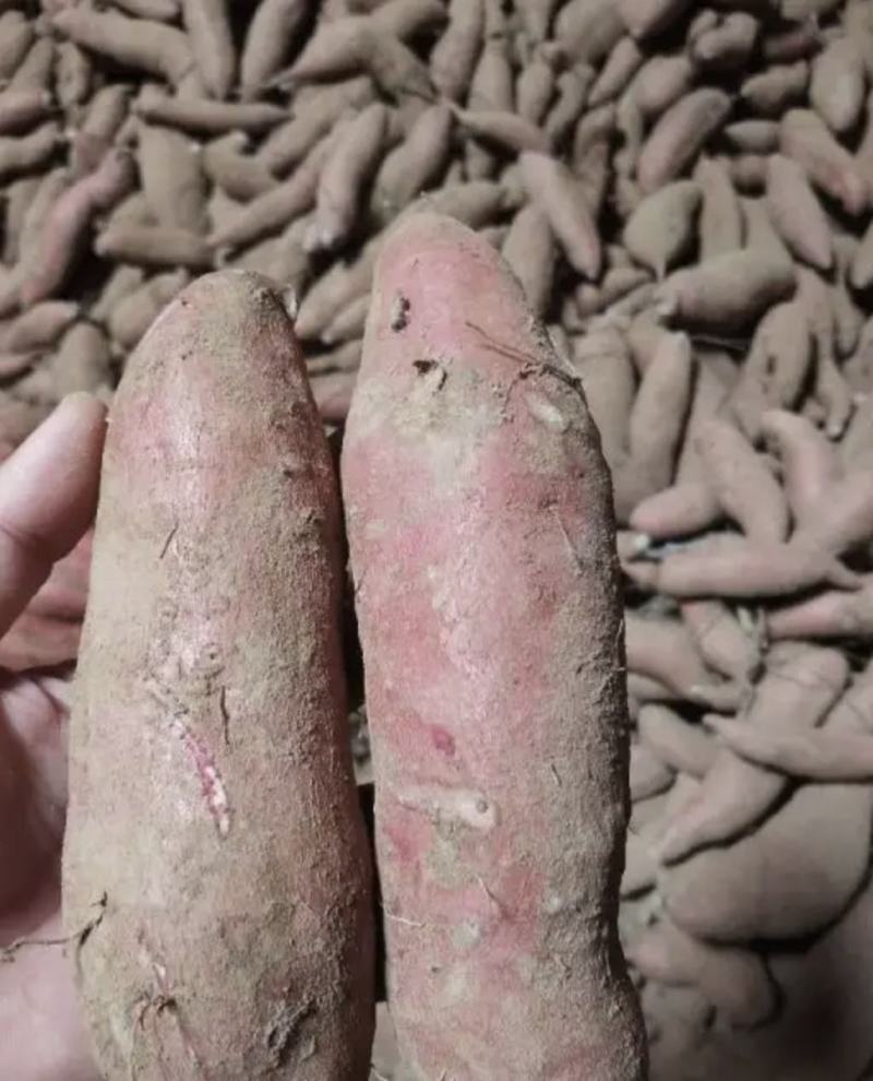 山东济薯26，保质保量，一手货源，产地直发欢迎联系