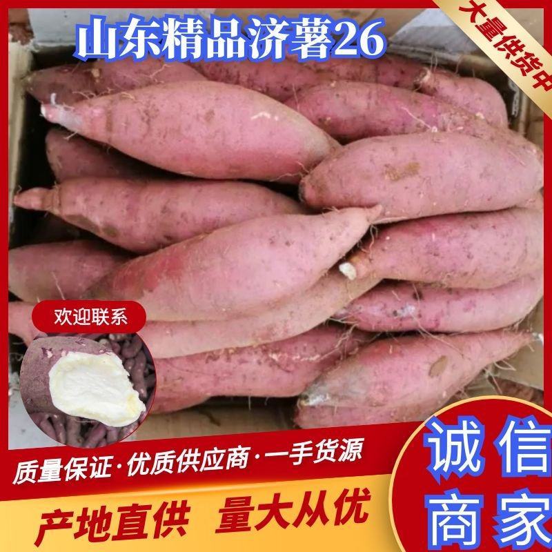 山东济薯26，保质保量，一手货源，产地直发欢迎联系