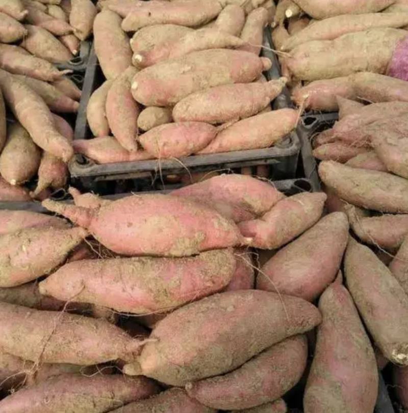 山东精品红薯白心红薯产地直供一手货源价格实惠联