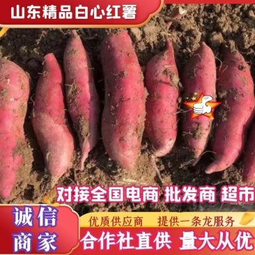 山东精品红薯白心红薯产地直供一手货源价格实惠联