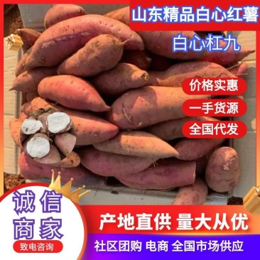 山东红薯精品白心杠九产地直供量大从优价格实惠对接全国