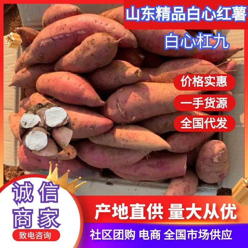 山东红薯精品白心杠九产地直供量大从优价格实惠对接全国