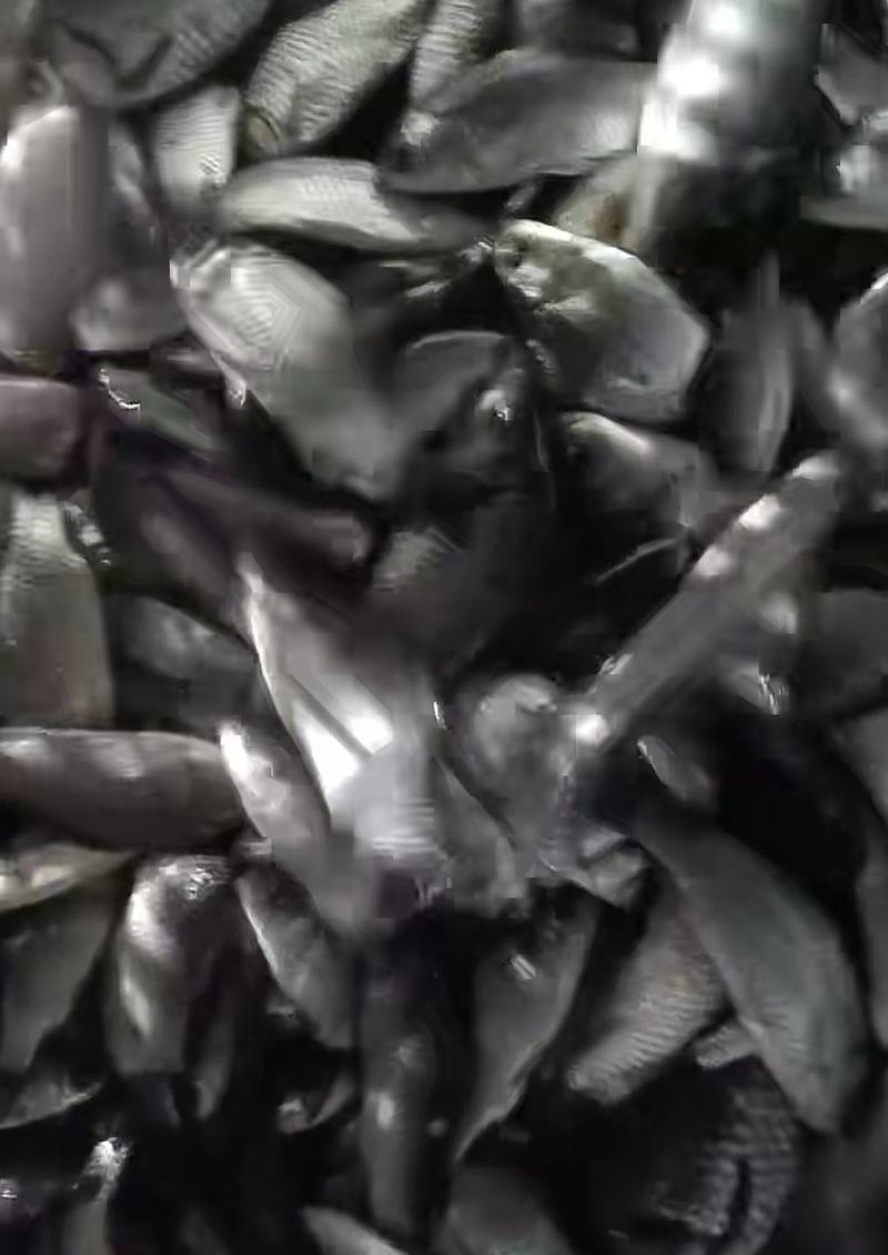 河鱼