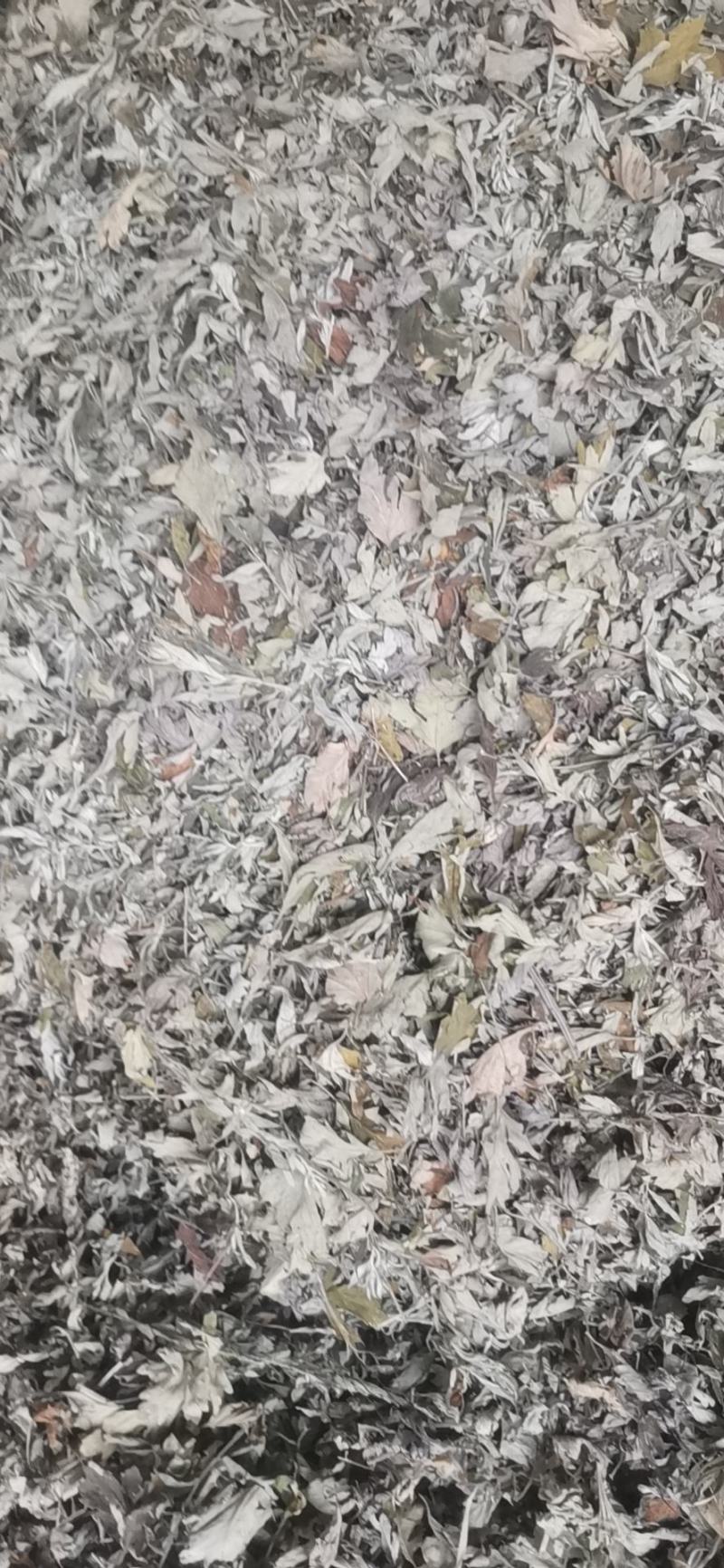 春节热销福利人工挑选精品大艾叶无干杆杂质.每袋500克