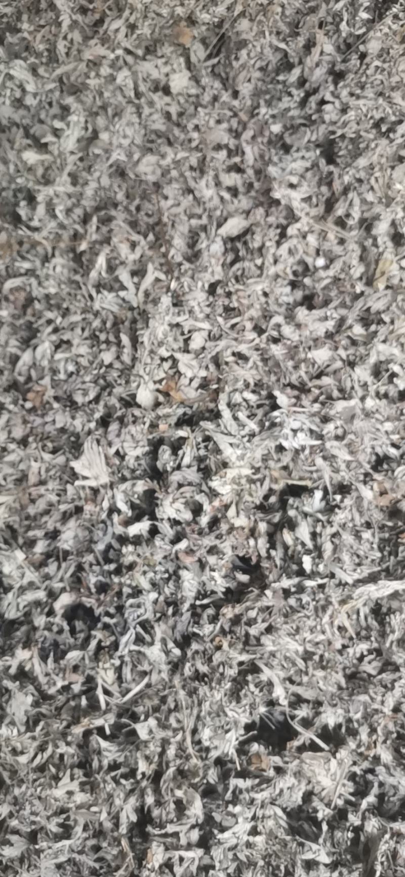 春节热销福利人工挑选精品大艾叶无干杆杂质.每袋500克