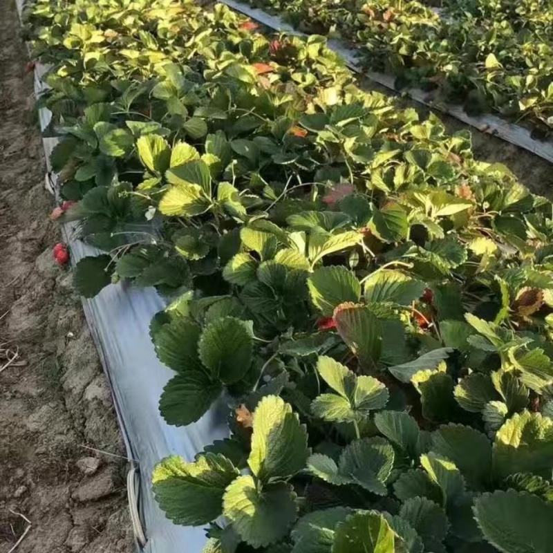 (牛商推荐）大凉山露天草莓自然熟，电商一件代发