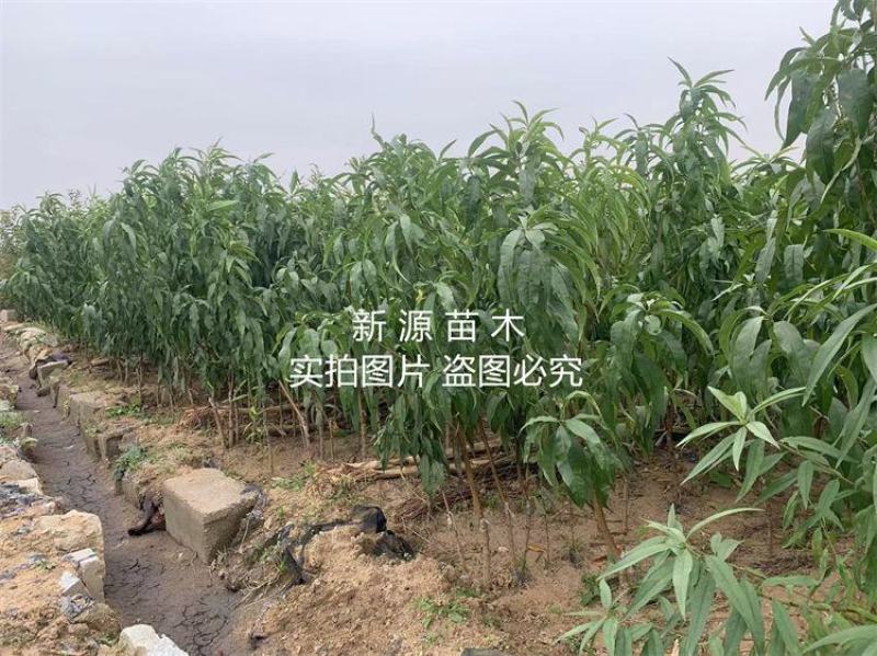 油蟠9号桃树苗嫁接苗包成活包结果提供技术指导可签合同