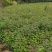 枫香小苗，枫香杯苗，地径0.5以上，高度50-80cm