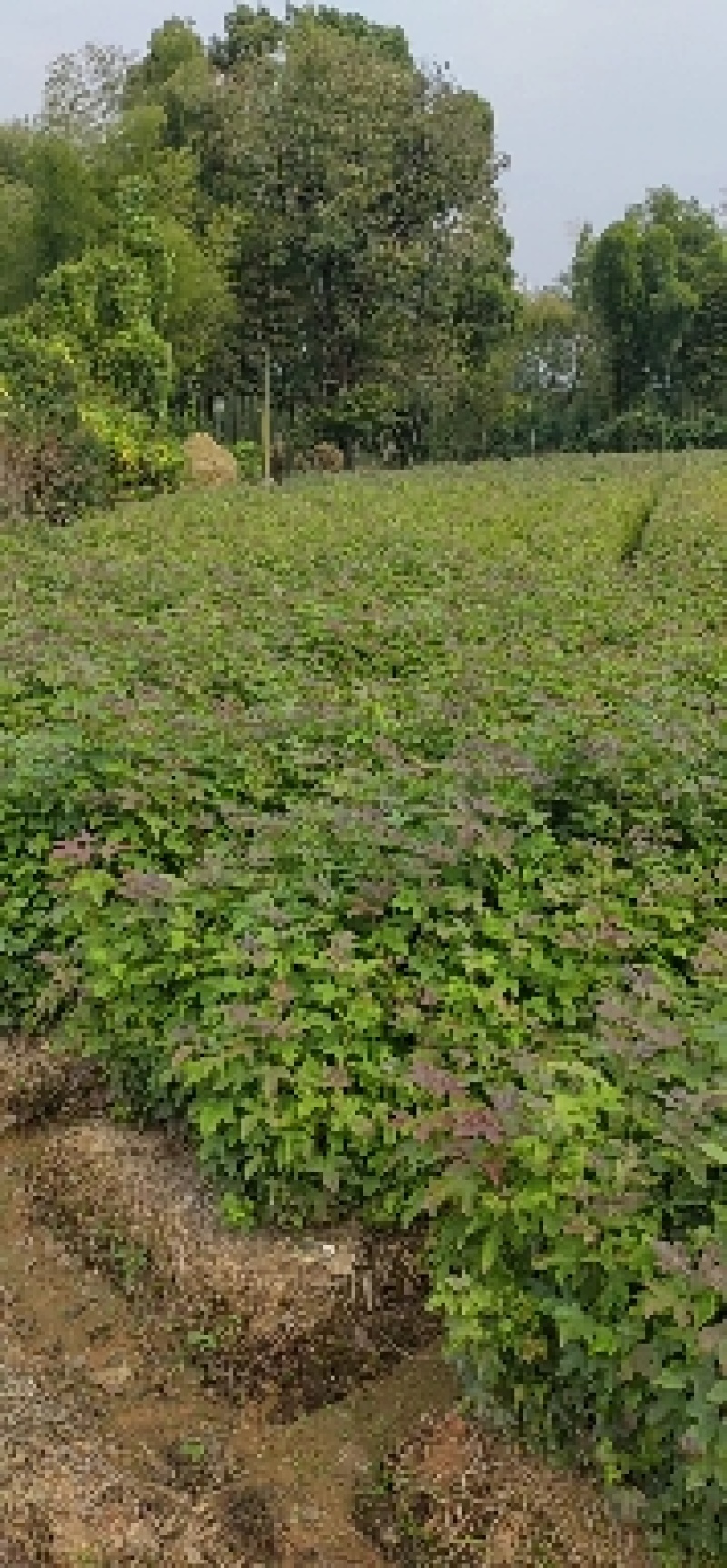 枫香小苗，枫香杯苗，地径0.5以上，高度50-80cm