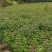 枫香小苗，枫香杯苗，地径0.5以上，高度50-80cm
