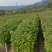 枫香小苗，枫香杯苗，地径0.5以上，高度50-80cm