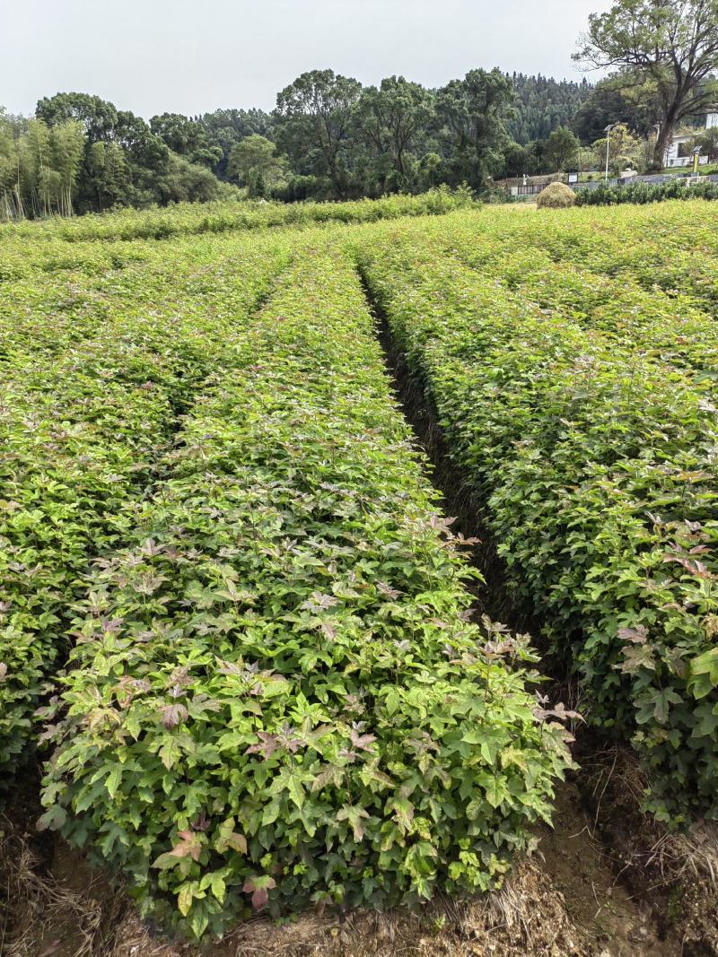 枫香小苗，枫香杯苗，地径0.5以上，高度50-80cm