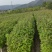枫香小苗，枫香杯苗，地径0.5以上，高度50-80cm