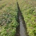 枫香小苗，枫香杯苗，地径0.5以上，高度50-80cm